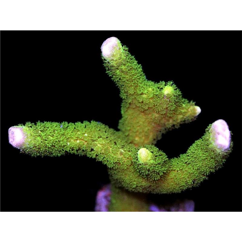 Coral Montipora digitata green - imagine 4